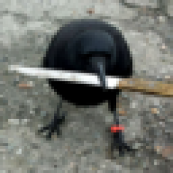 crow with knife CAW