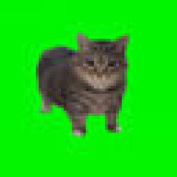 Spinning Cat OIIAOIIA