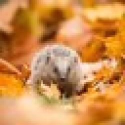 Hedgy the hedgehog HEDGY