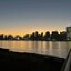 Dog shit going nowhere DOGSHIT2