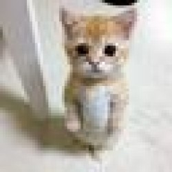 el gato ELGATO