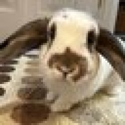 Solport Tom's bunny Lola LOLA