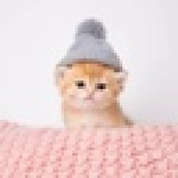 Kitten Wif Hat KWIF