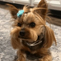 Dog Stolen From Tesla LEMON