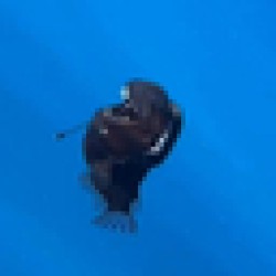 Black Devil ANGLERFISH