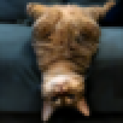 upsidedowncat USDCAT