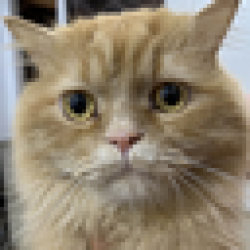 OSCAR GOPRO CAT