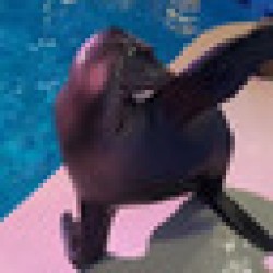 Arie The Sealion ARIE