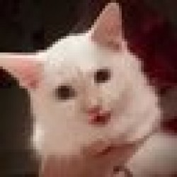 Mr Mayonnaise the Cat MAYO