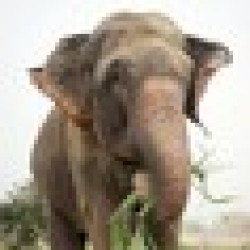 Raju the Elephant RAJU