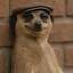The Meerkat Meme MEERKAT