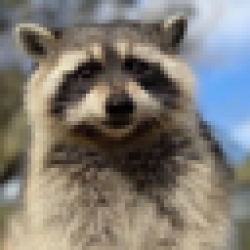 First Convicted Raccoon FRED