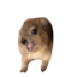 Screaming Hyrax $MAMA