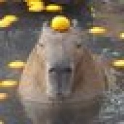 capybara CAPY