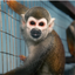 Escaped Lab Monkeys MONKEY