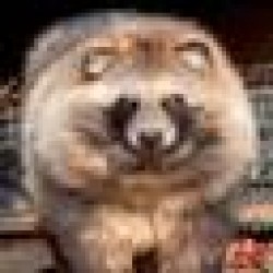 Raccoon Dog RACCOONDOG