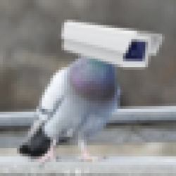 Pigeon Tech GOVAI