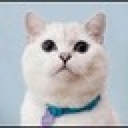 White Coffee Cat WCC