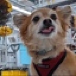 Qubit The Quantum Dog QUBIT