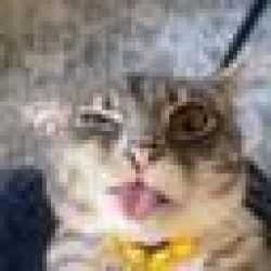 Rigby The Cat RIGBY