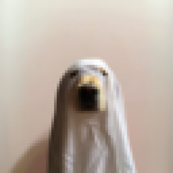 definitely a cat $CAT