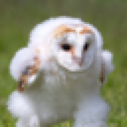 Running Barn Owl EHHH