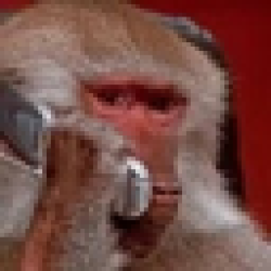 The dev is an Ape APEDEV