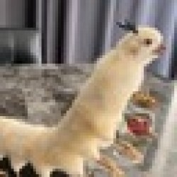 Drunk Chicken Centipede DCC