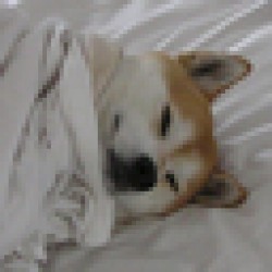 Dogsheetcoin DOGSHEET