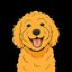 Samson the Goldendoodle SAMSON