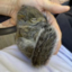 Blueberry The Squirrel BLUEBERRY