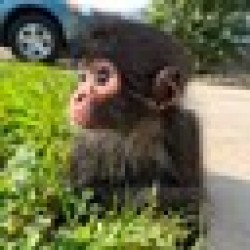 winston spider monkey WINSTON