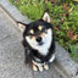 Kotanosuke (豆柴) 豆柴