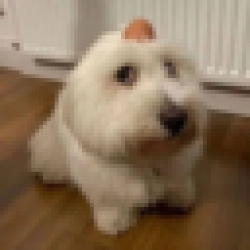 dog with egg on head EGG