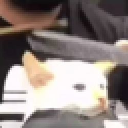 Cat getting fade CGF