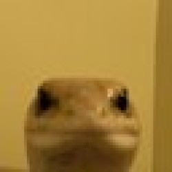 Leonard The Lizard LENNI