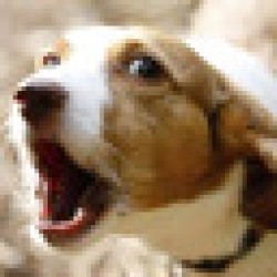 WOOF WOOF