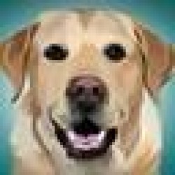 Emotional Support Dog MAGNUS