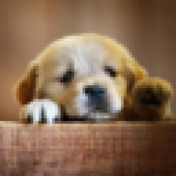 Doggy Needs Friend DOGGY