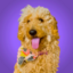 First AI Owned Dog GRACIE