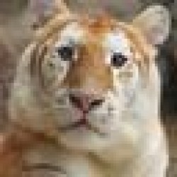 Ava The Golden Tiger AVA