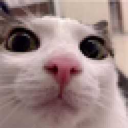 Plink Cat PLINK