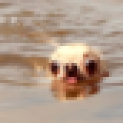 doginwotah WATER