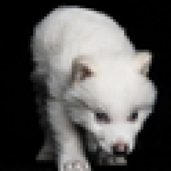 New Ancient DNA Cloned Wolf REMUS