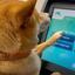 First Dog to Buy Crypto TOSHI